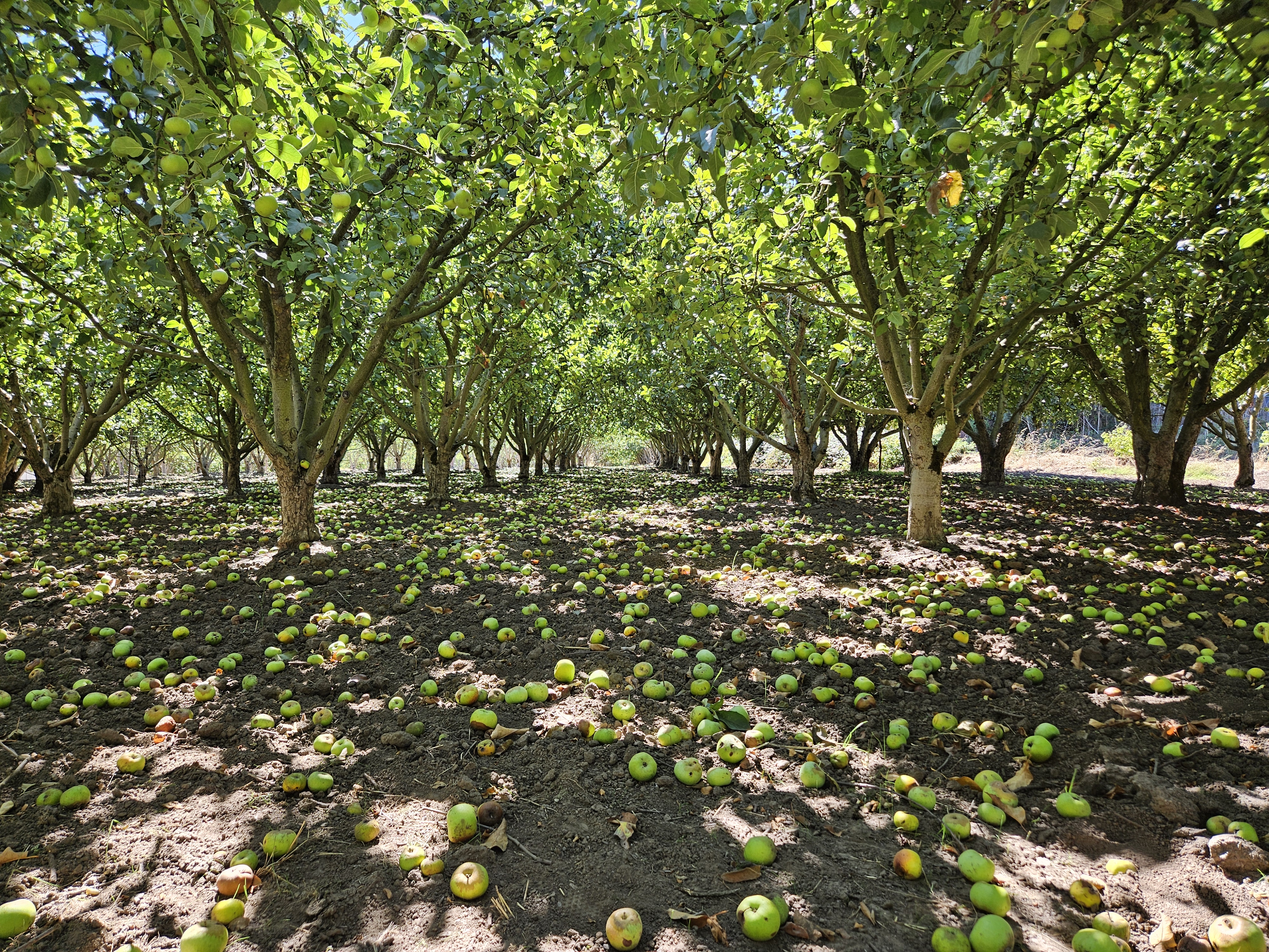 windfallen apples